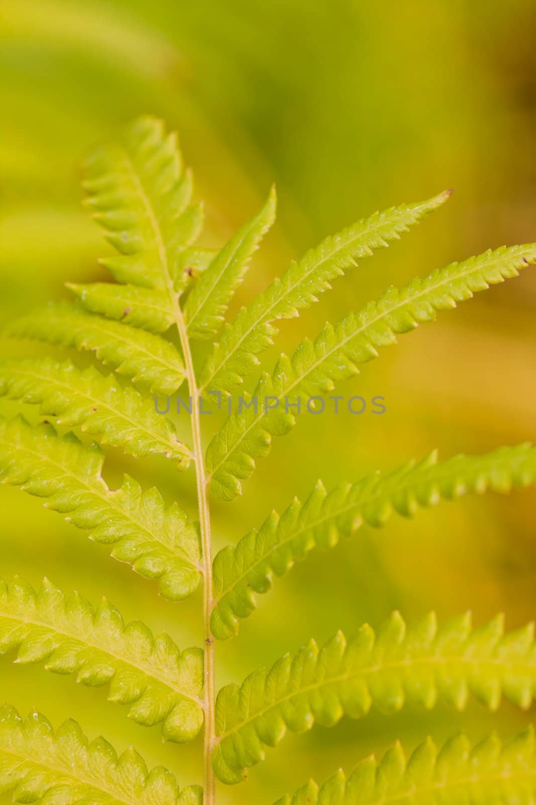 Branch of the fern