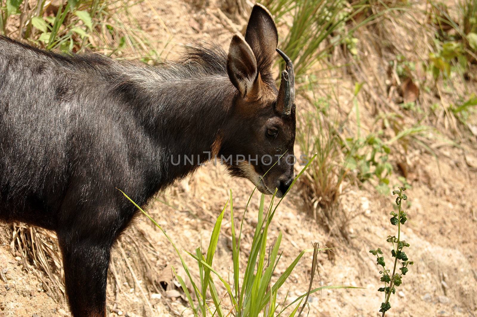 The Sumatran Serow is threatened due to habitat loss and hunting, leading to it being evaluated as vulnerable by the IUCN.