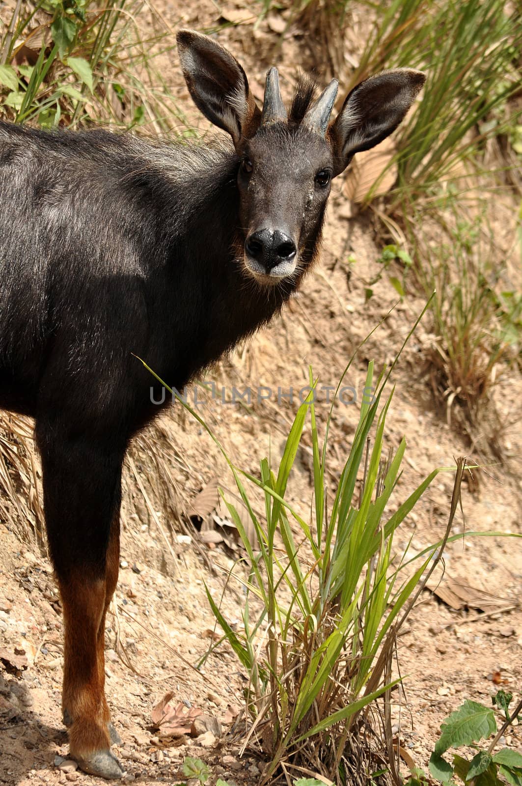 The Sumatran Serow is threatened due to habitat loss and hunting, leading to it being evaluated as vulnerable by the IUCN.