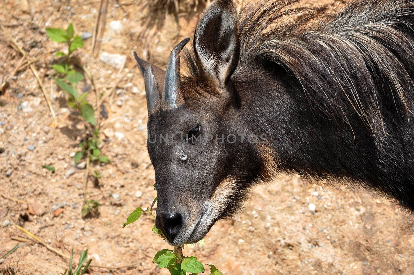 The Sumatran Serow is threatened due to habitat loss and hunting, leading to it being evaluated as vulnerable by the IUCN.
