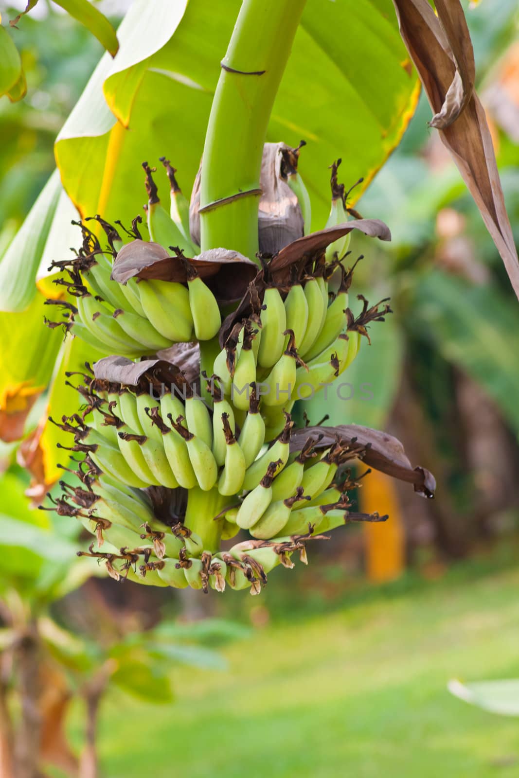 banana