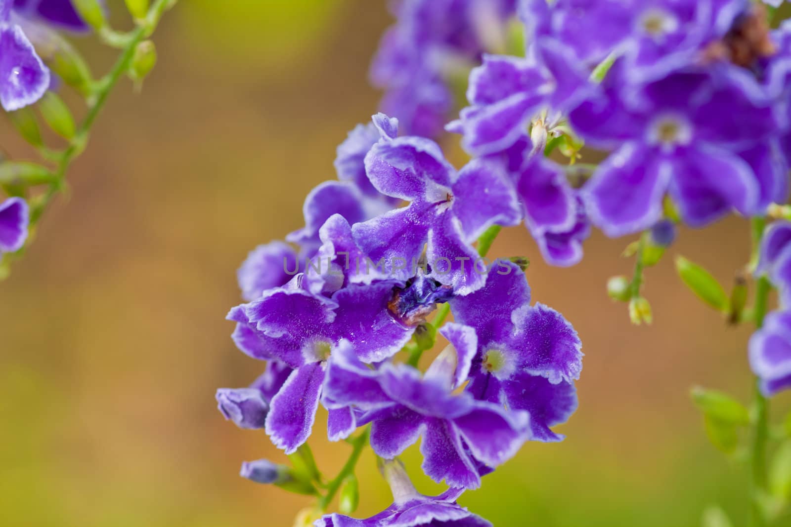 Blue tropical flower by nikky1972