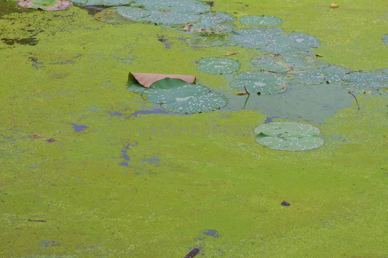 Pistia stratiotes by nikky1972