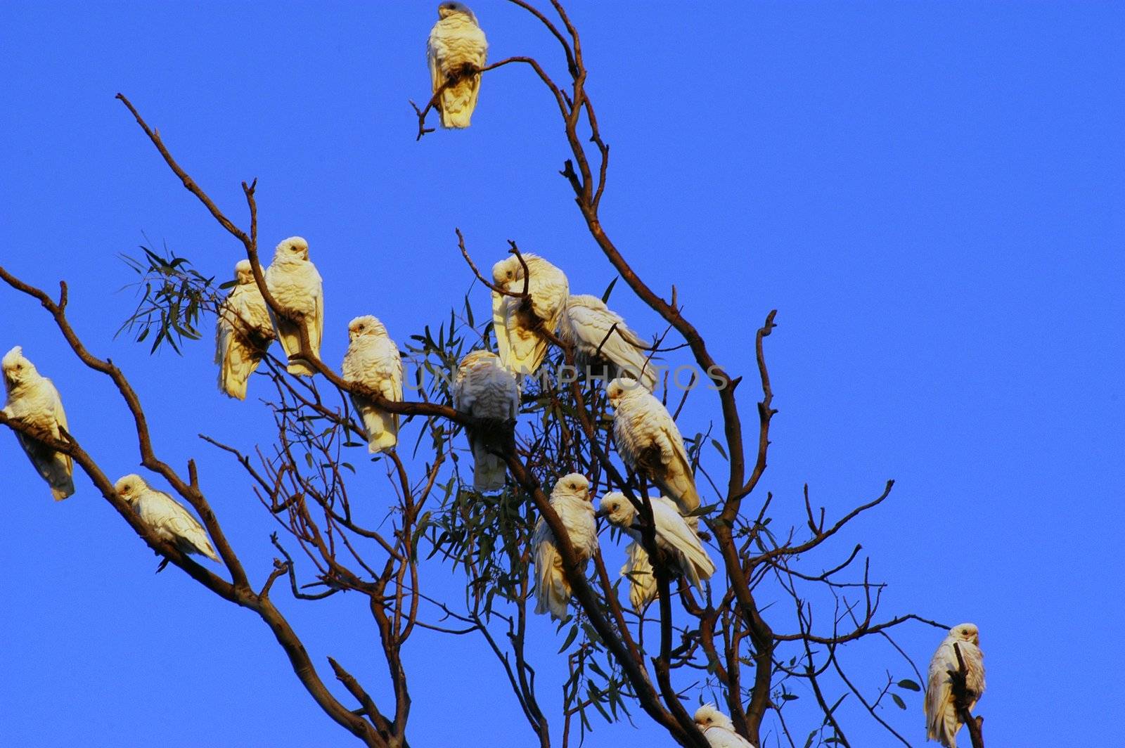 parrots on a tree in Australia by gillespaire