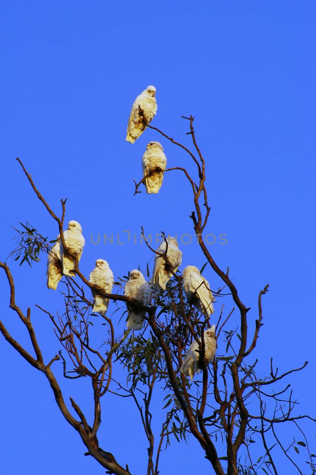parrots on a tree in Australia