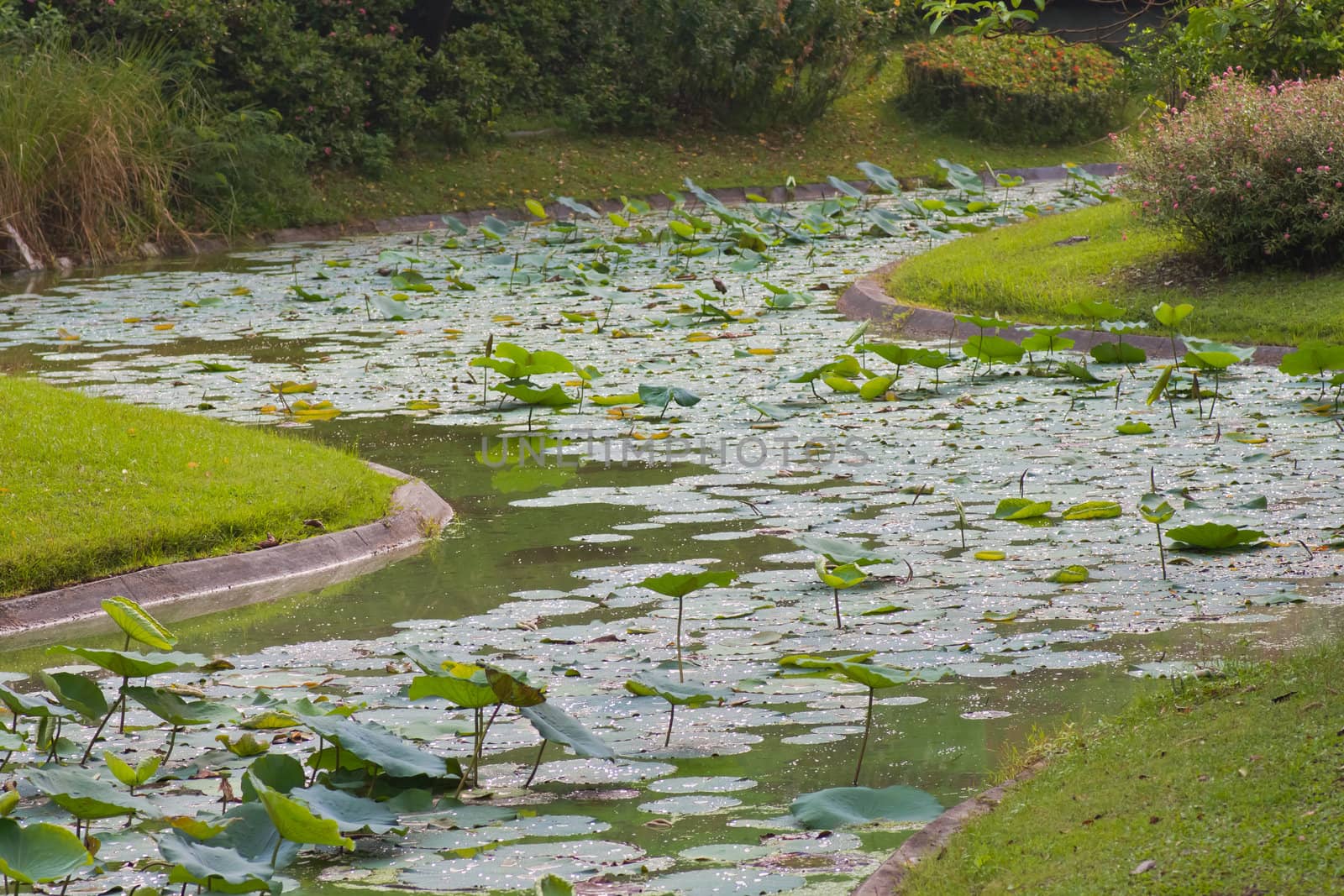 Lotus