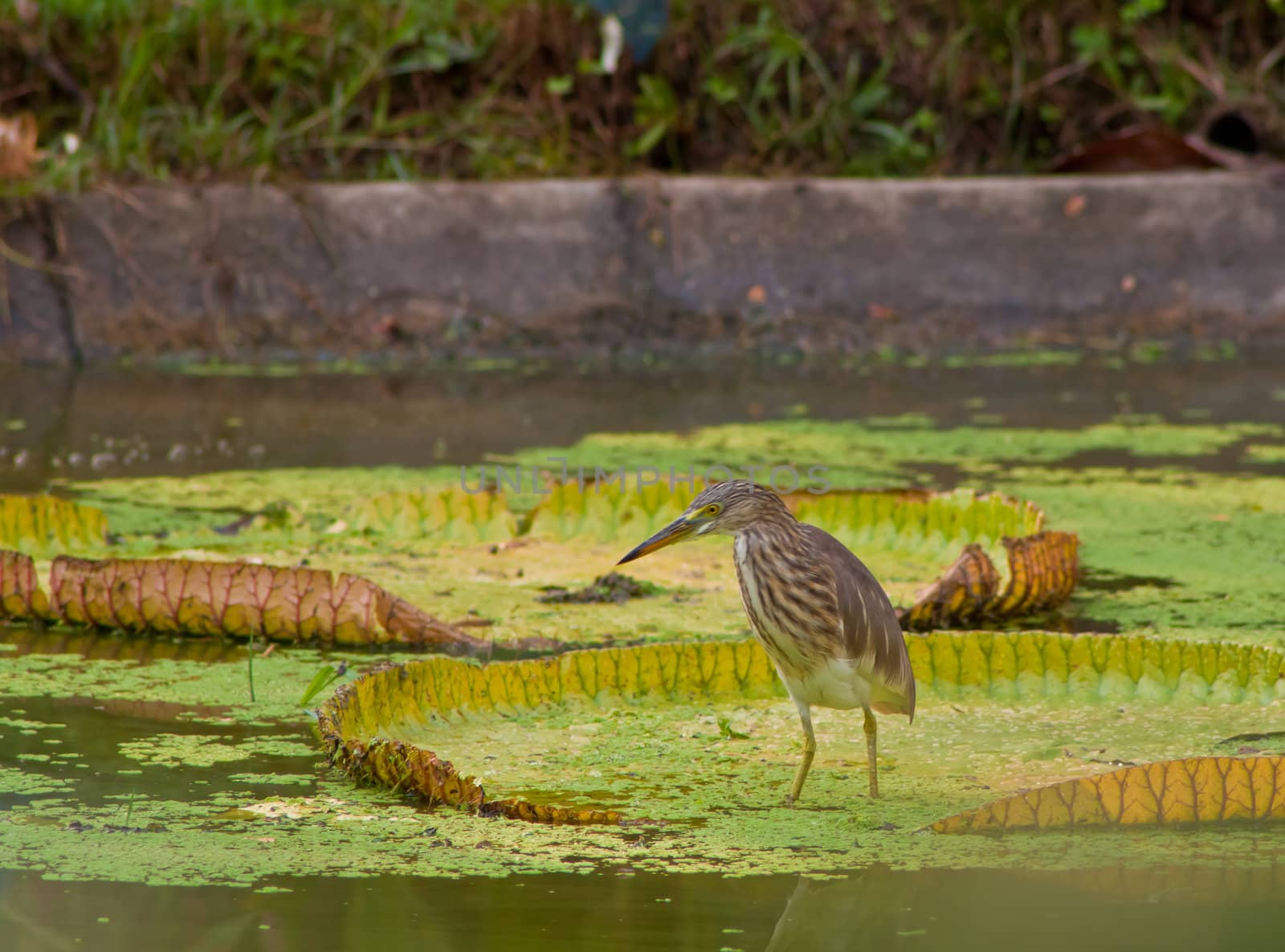 great heron in nature with water around. Waiting to fish