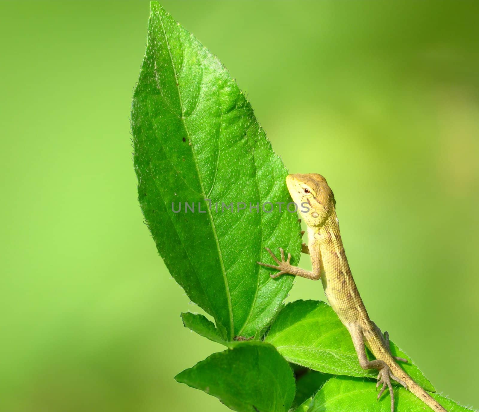 baby chameleon holding green leaves isolated on green background 