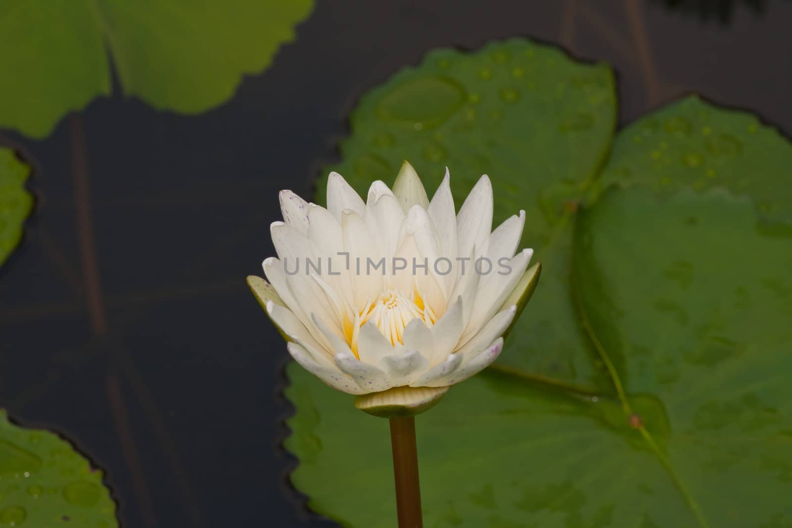 Lotus  by nikky1972