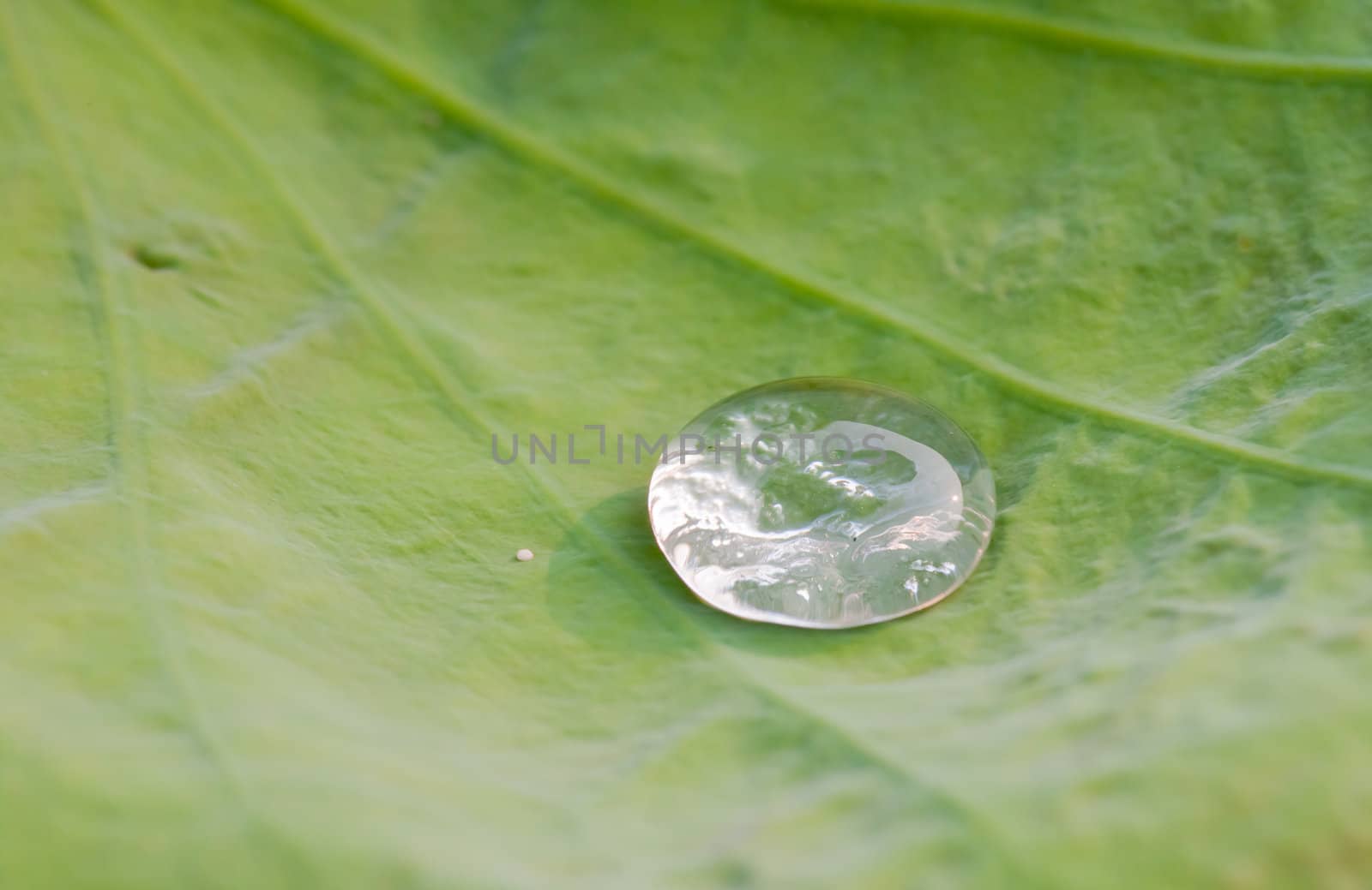 Drops of water on a lotus leaf by nikky1972