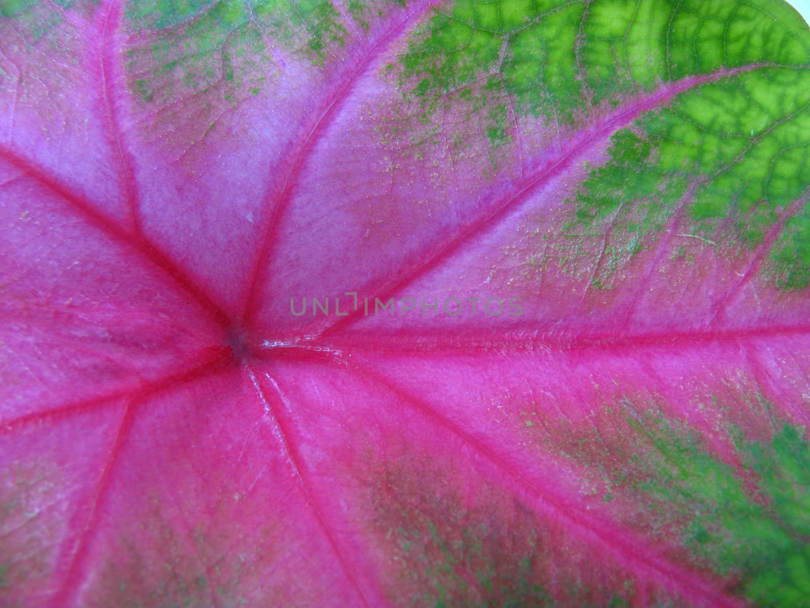 close-up of leaf as a background showing pink veins