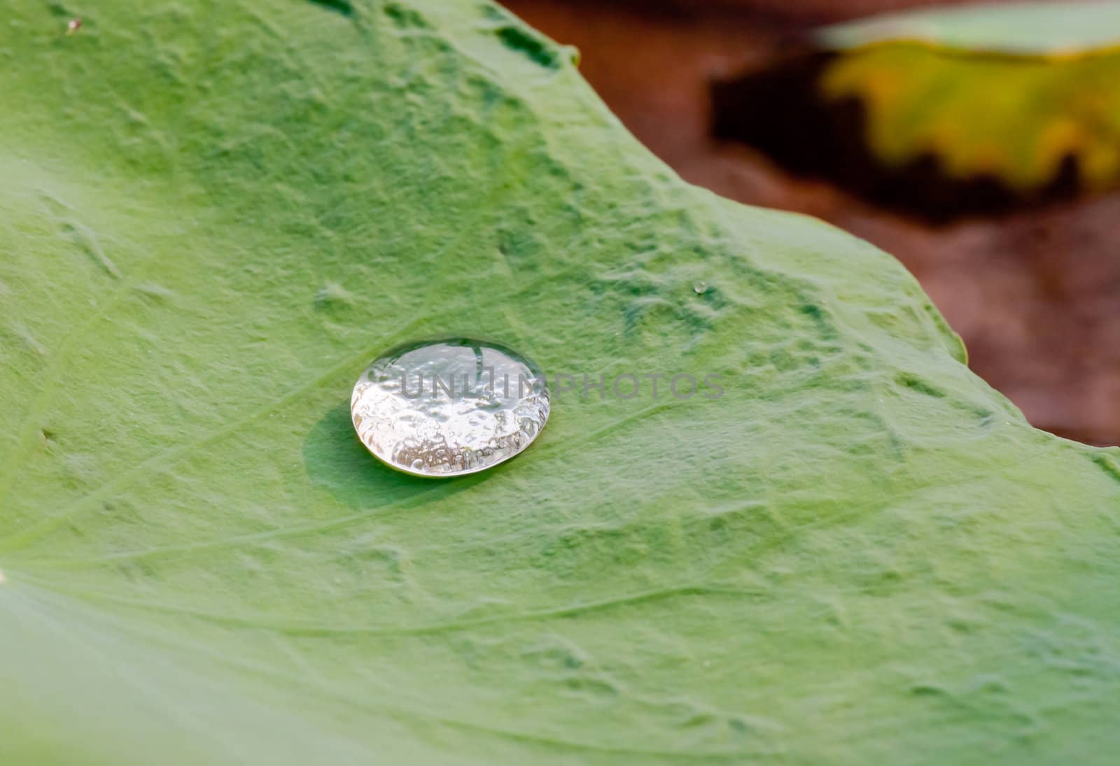 Drops of water on a lotus leaf by nikky1972