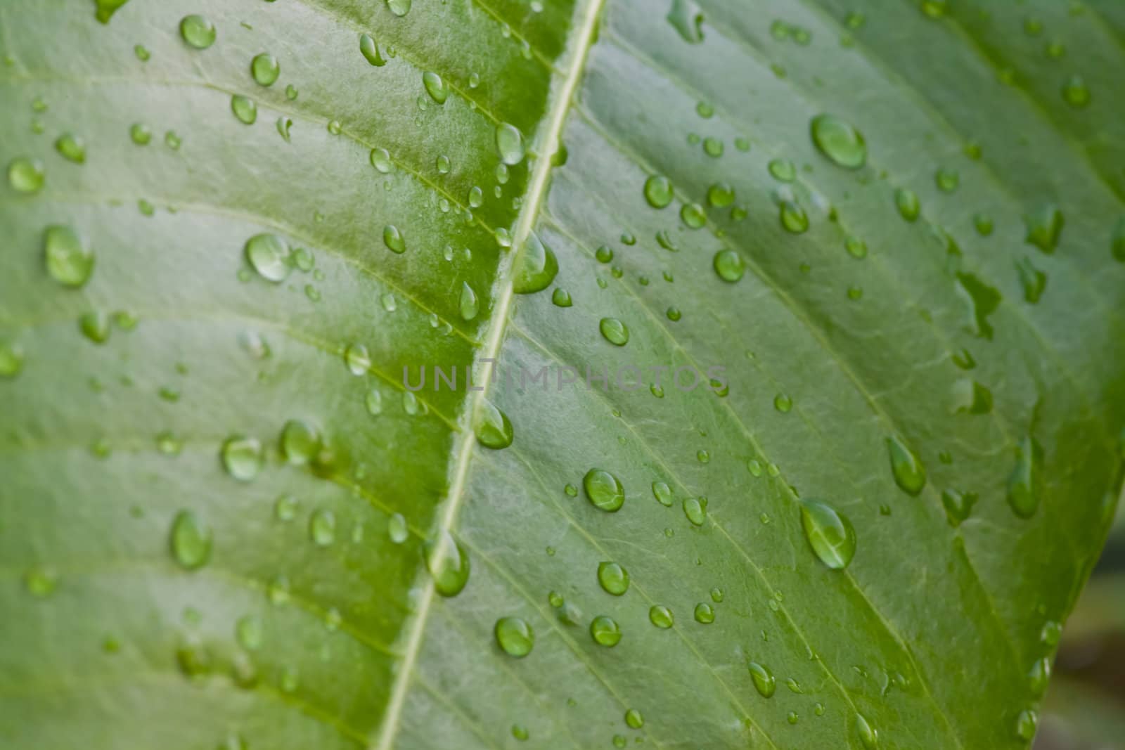 Drops of water on a  leaf