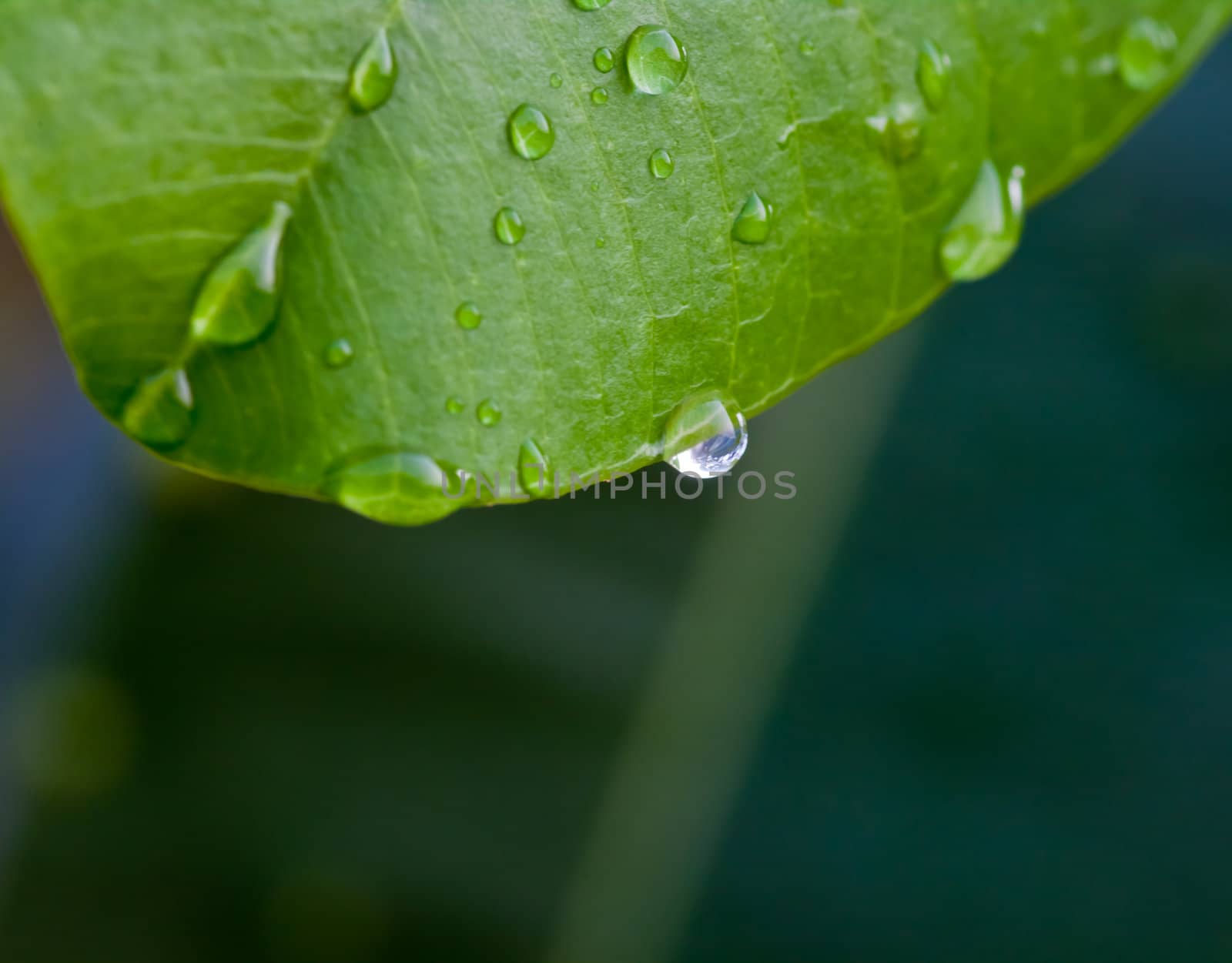 Drops of water