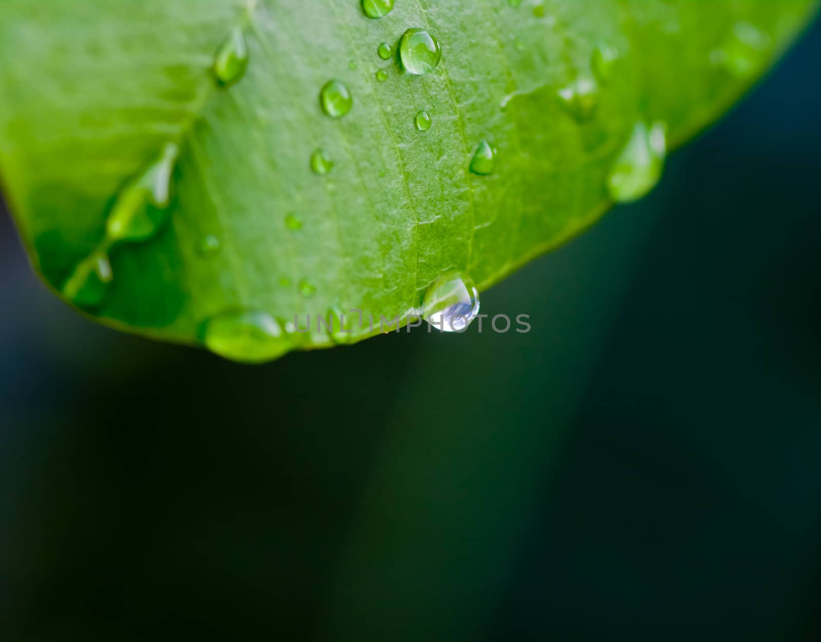 Drops of water