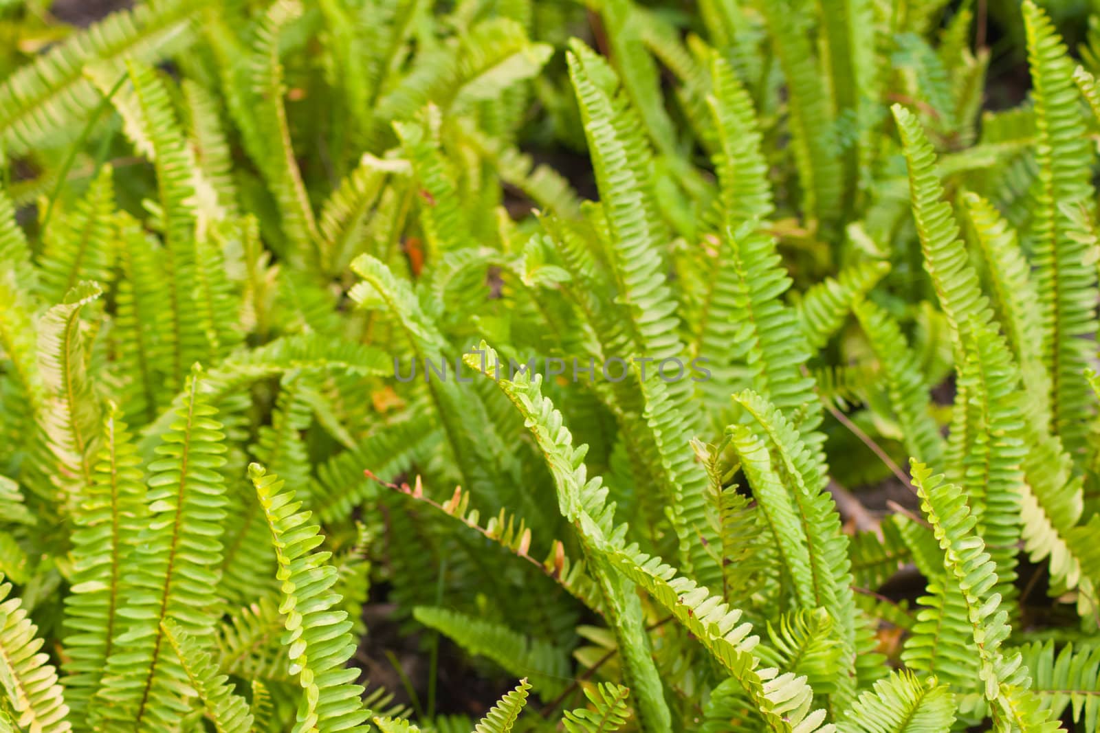 Branch of the fern