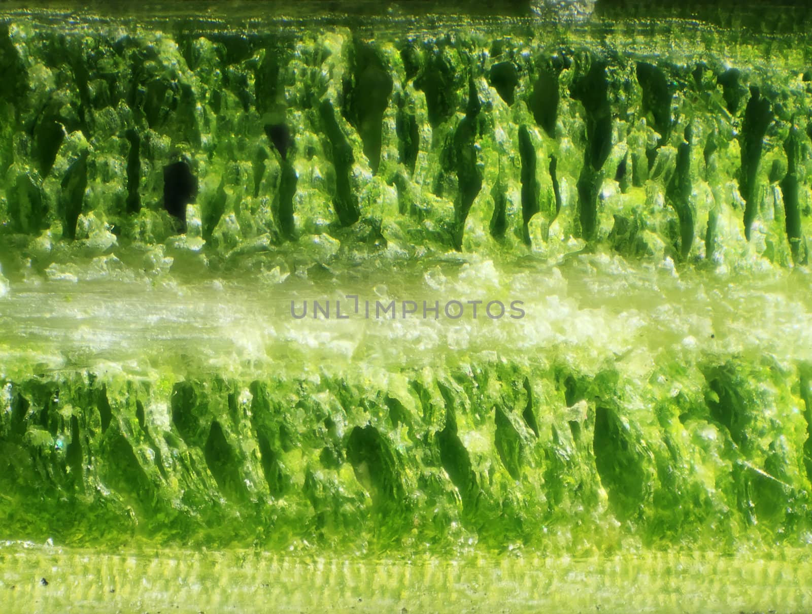 spruce needles under the microscope, background. (Picea)