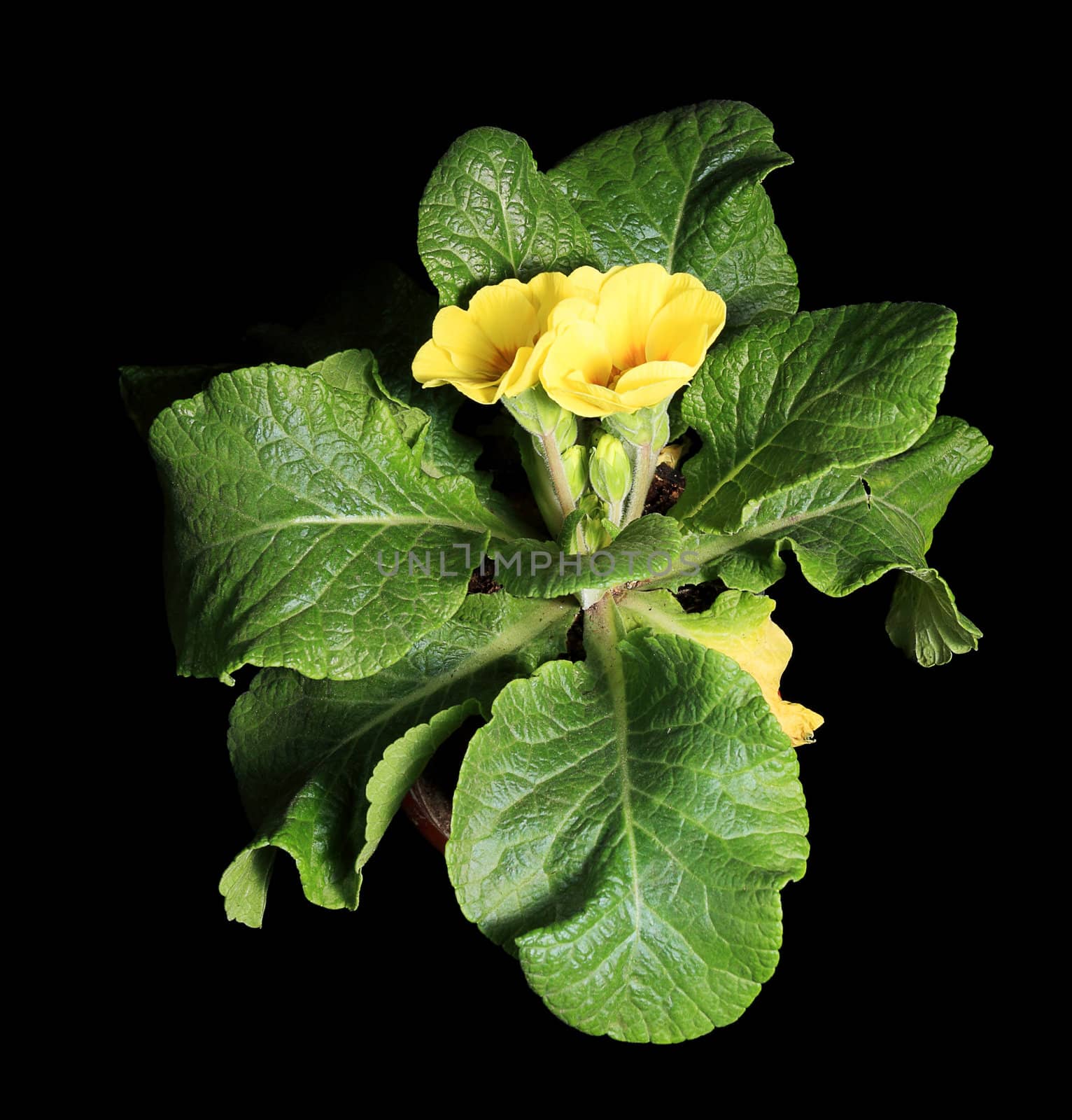 Flowering yellow primula on the black background (Primula)