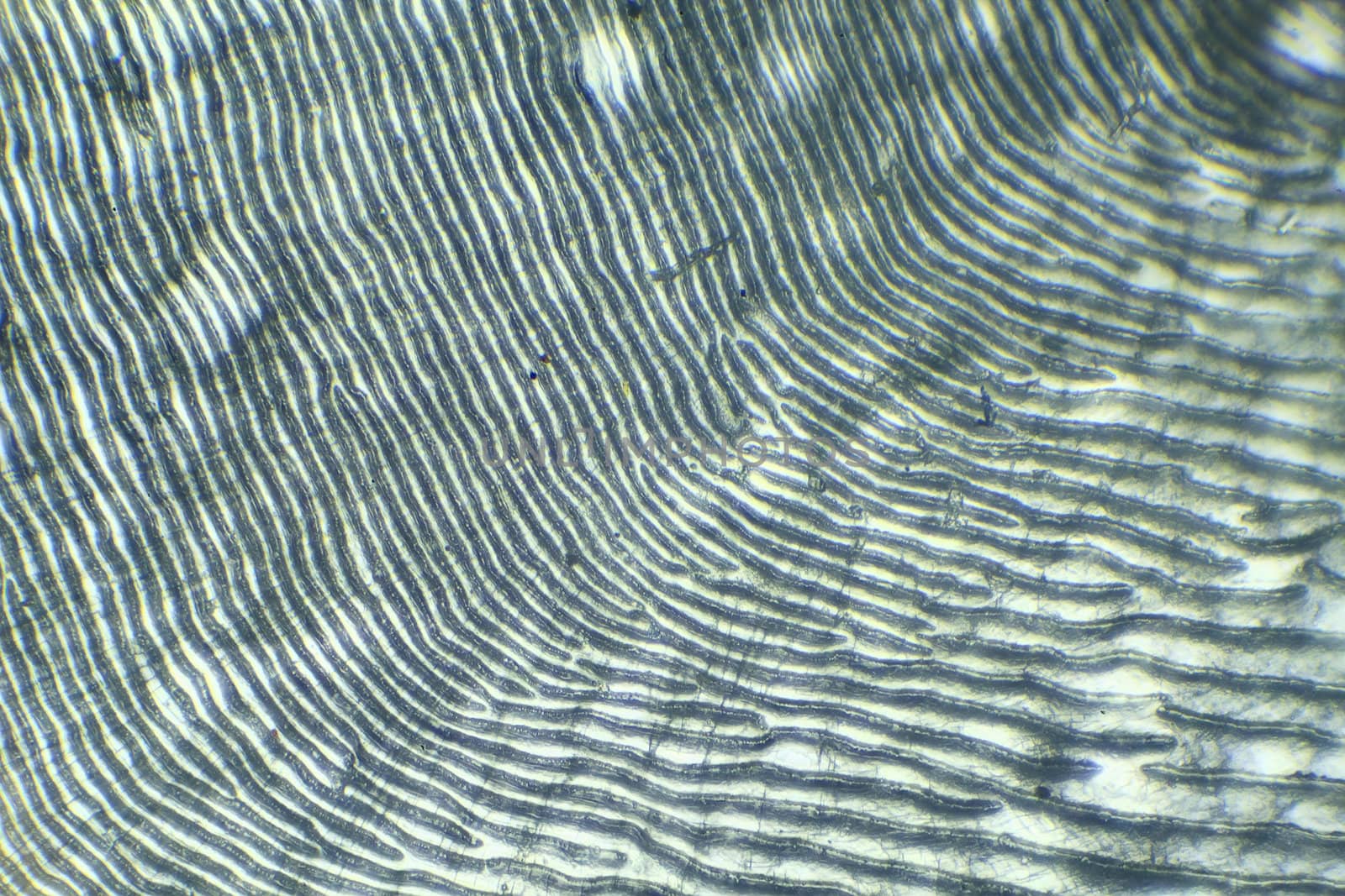 Fish scales under the microscope, background