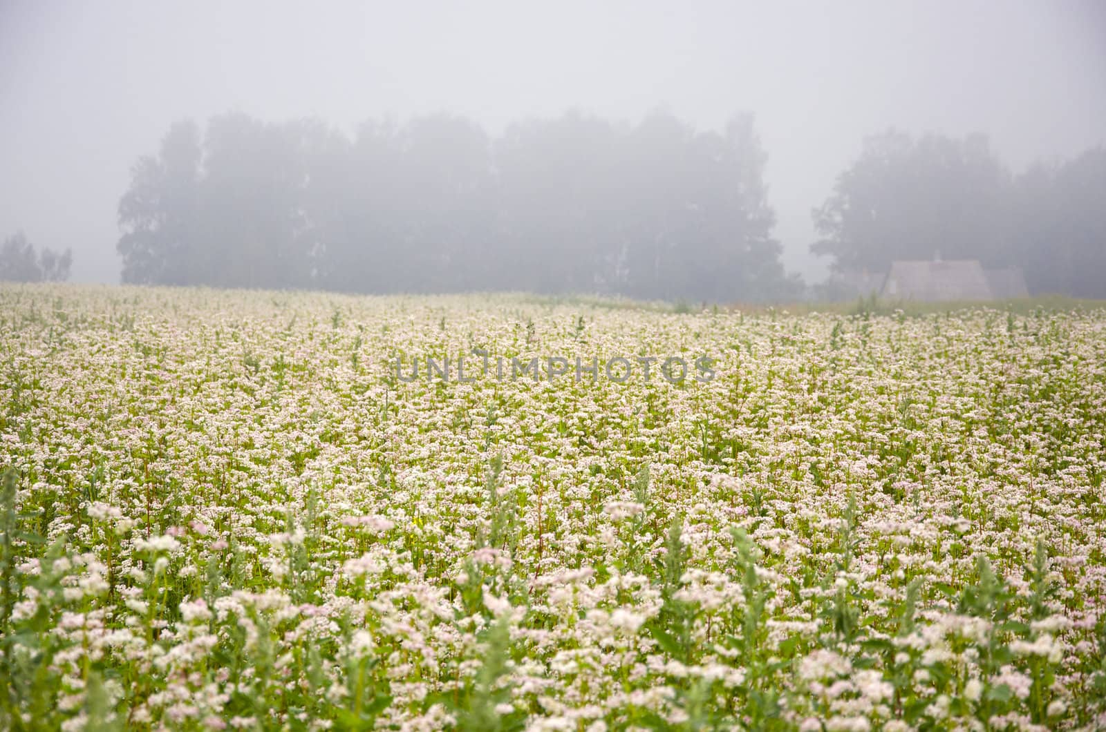 blossoming buckwheat field and summer morning fog by alis_photo