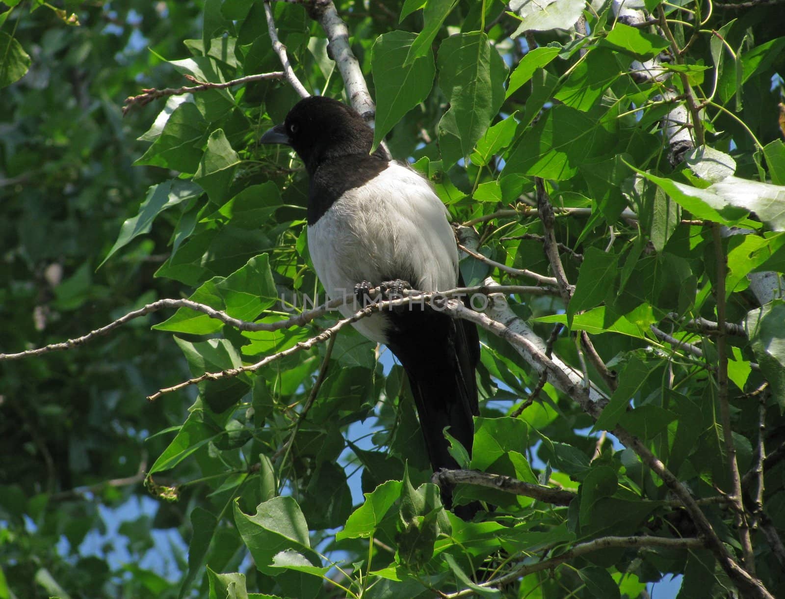 magpie sitting on branch of tree