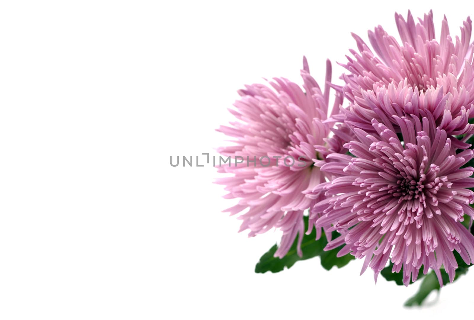 chrysanthemum flower on a white background by DNKSTUDIO