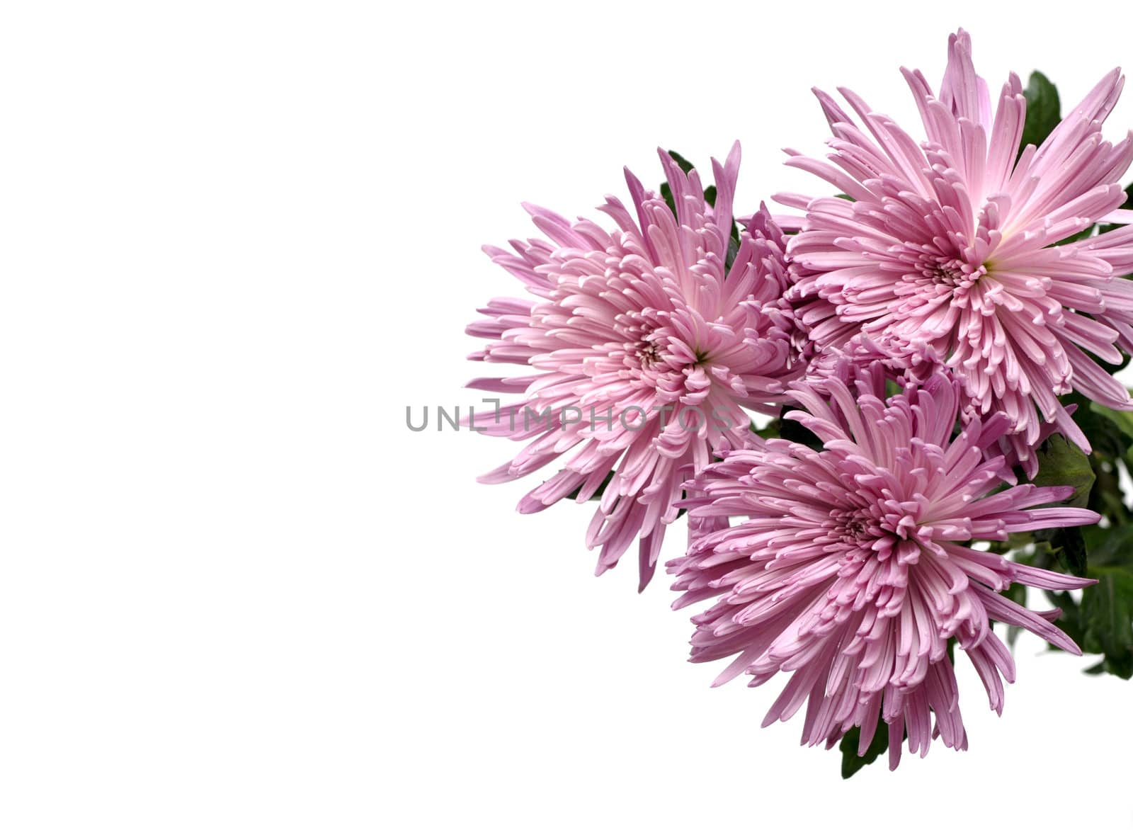 chrysanthemum flower on a white background by DNKSTUDIO