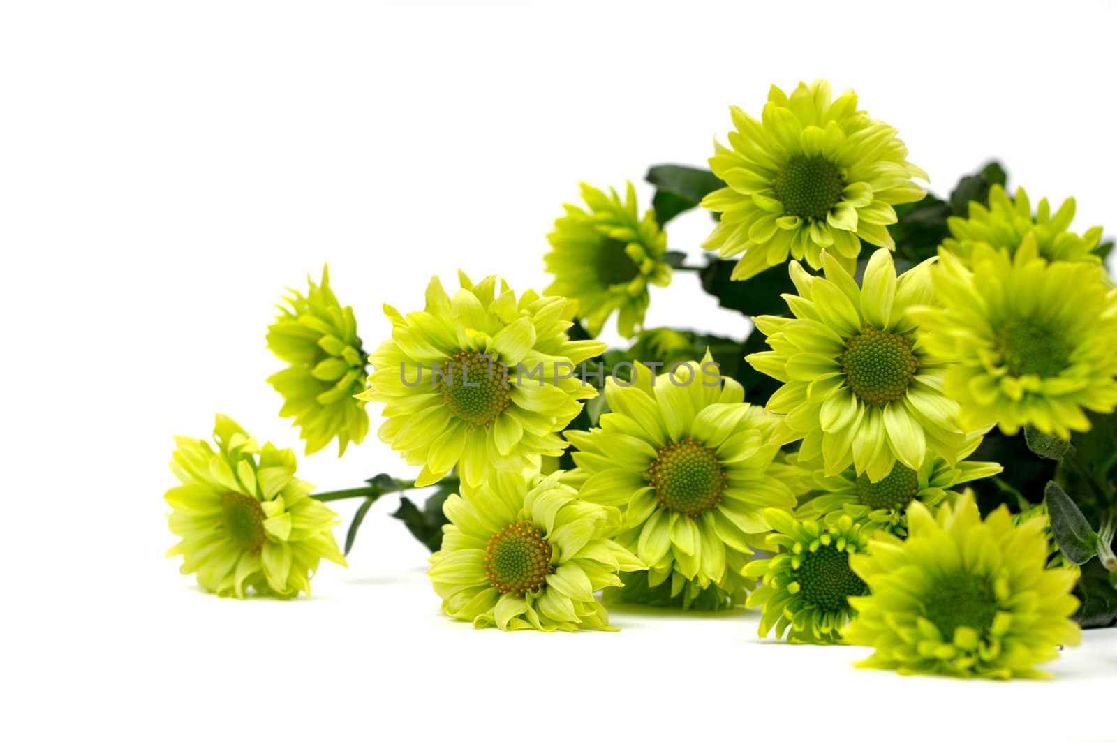 chrysanthemum bouquet isolated on white by DNKSTUDIO
