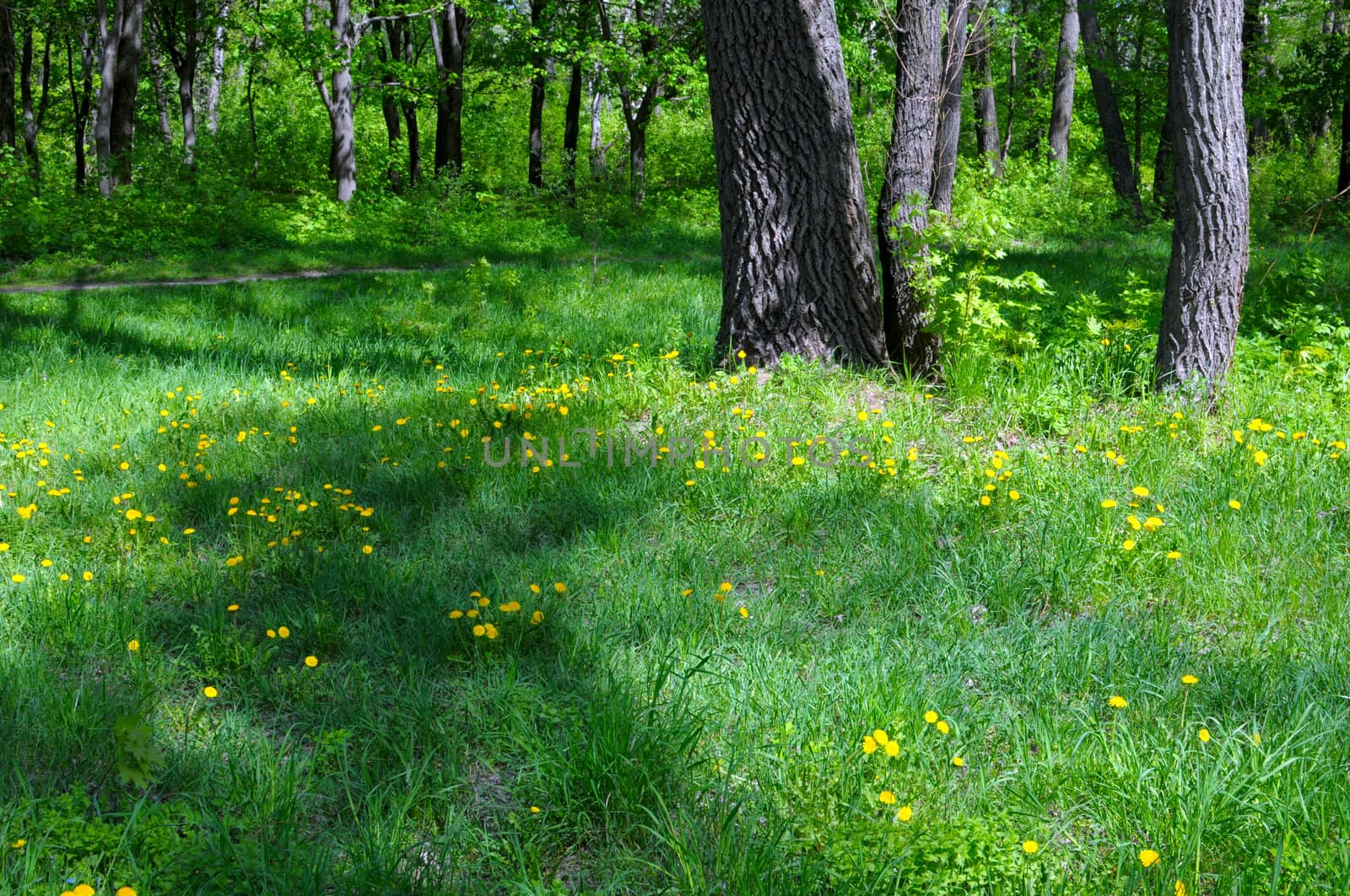 spring in the flowering park with trees in the background by DNKSTUDIO