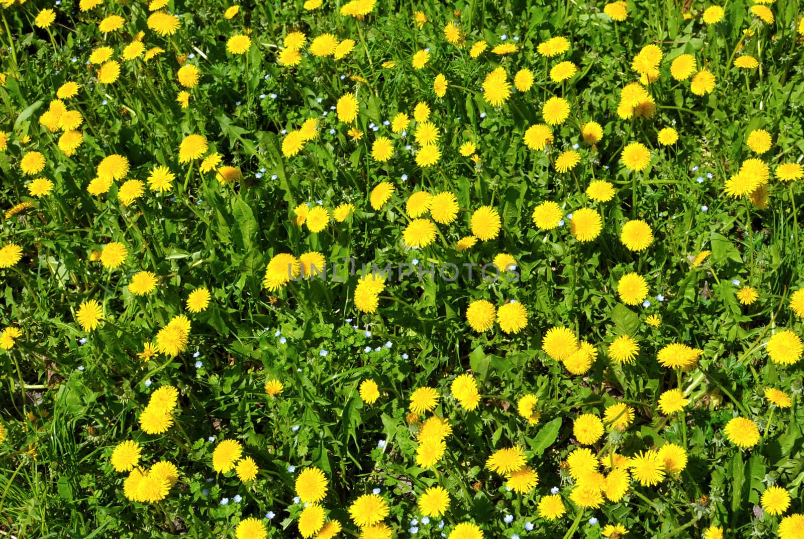 Close-up of many dandelion flowers at the field