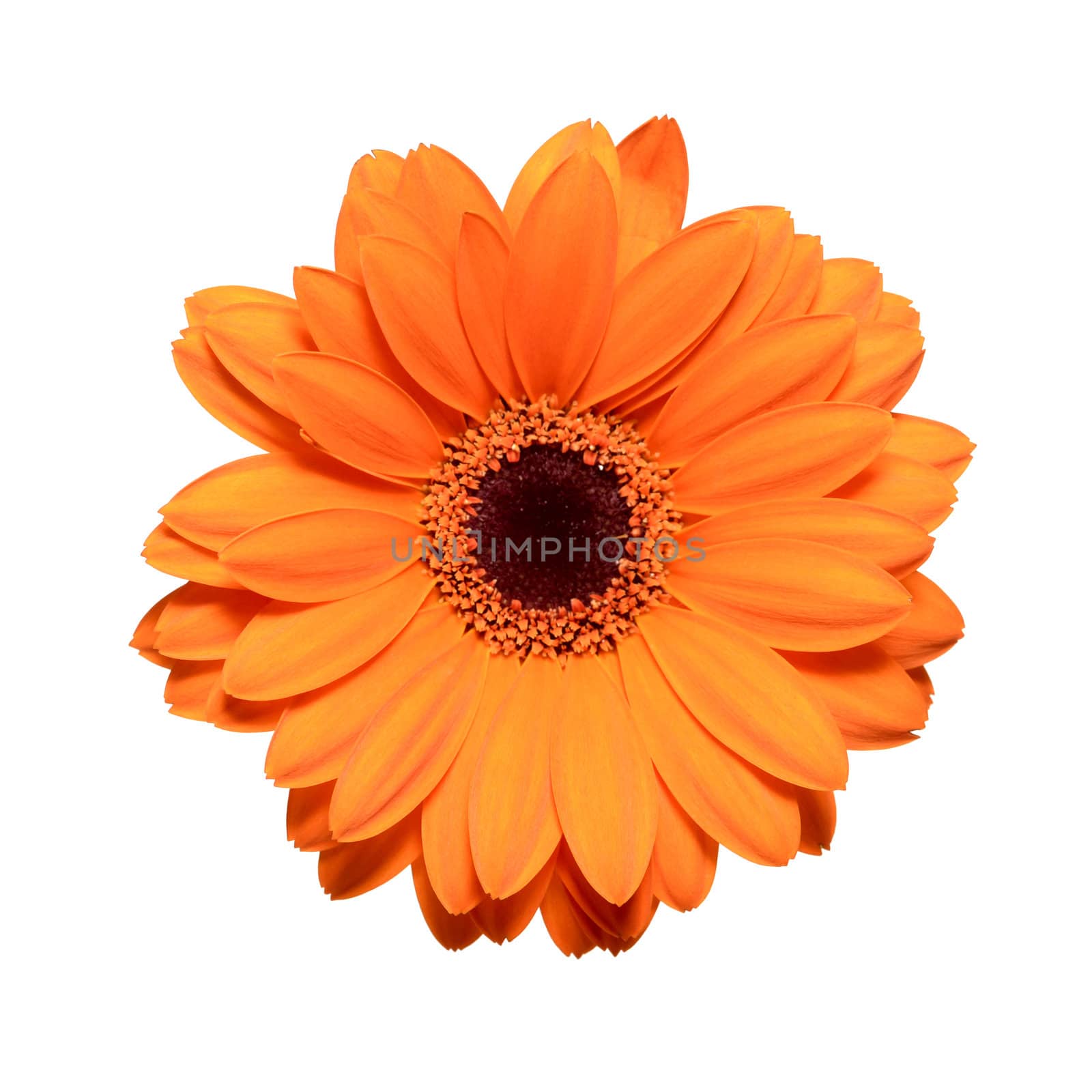 Orange gerbera flower isolated on white background by DNKSTUDIO