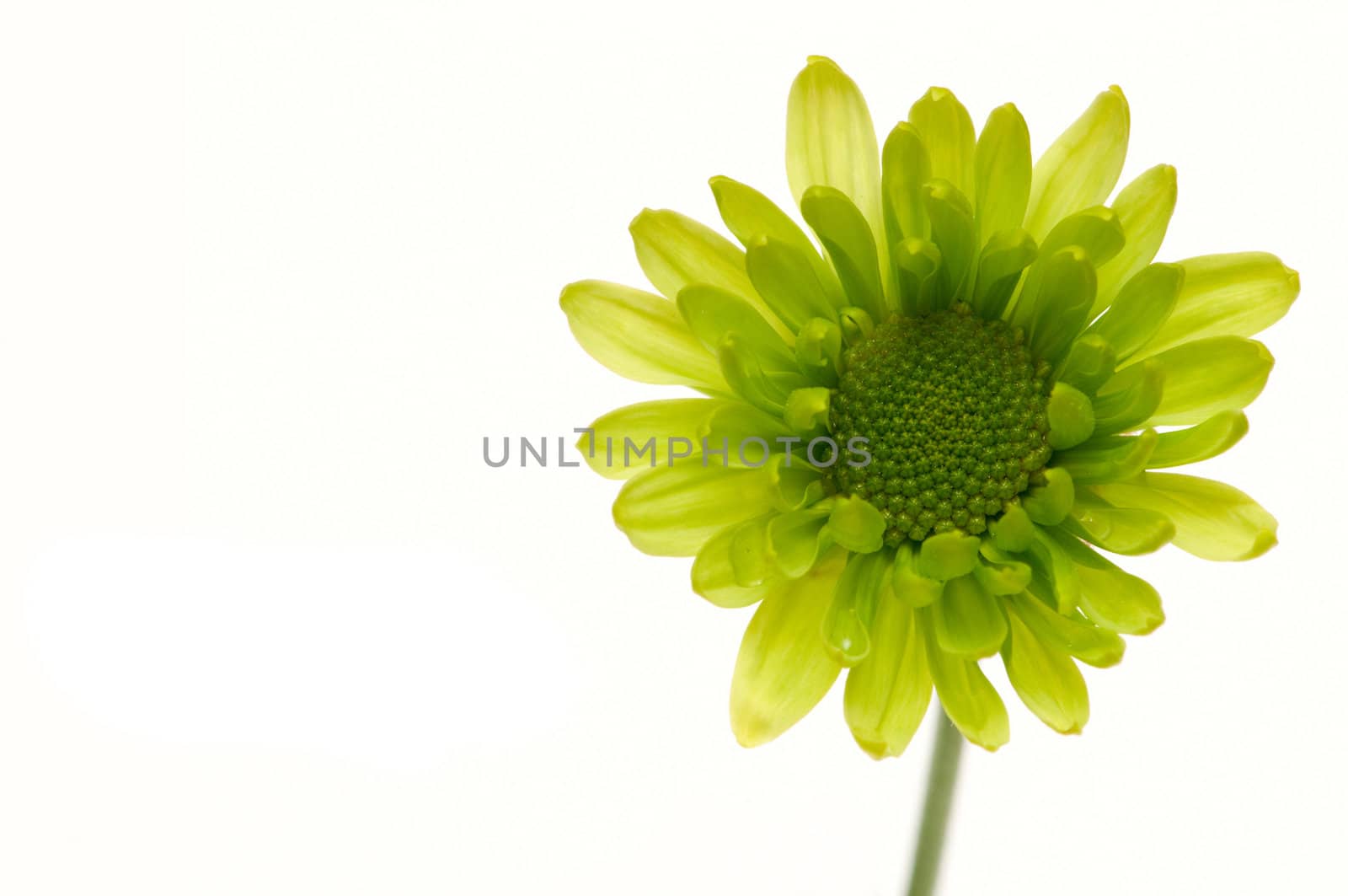 Chrysanthemum flower isolated on white background by DNKSTUDIO