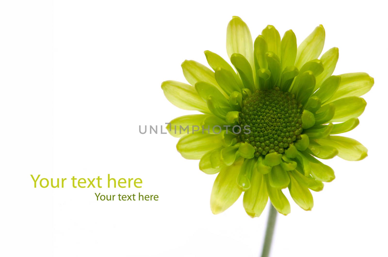 Chrysanthemum flower isolated on white background by DNKSTUDIO