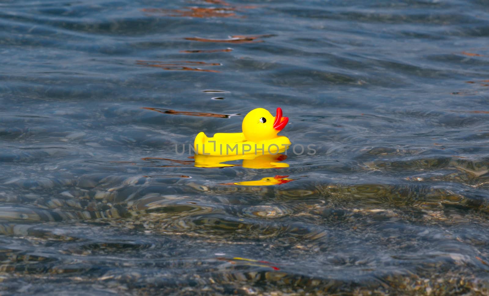 yellow rubber duck toy in the sea
