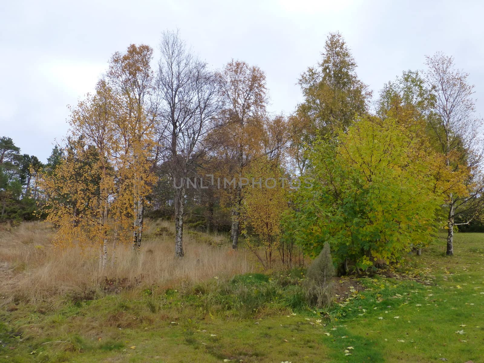 Fall on it`s way