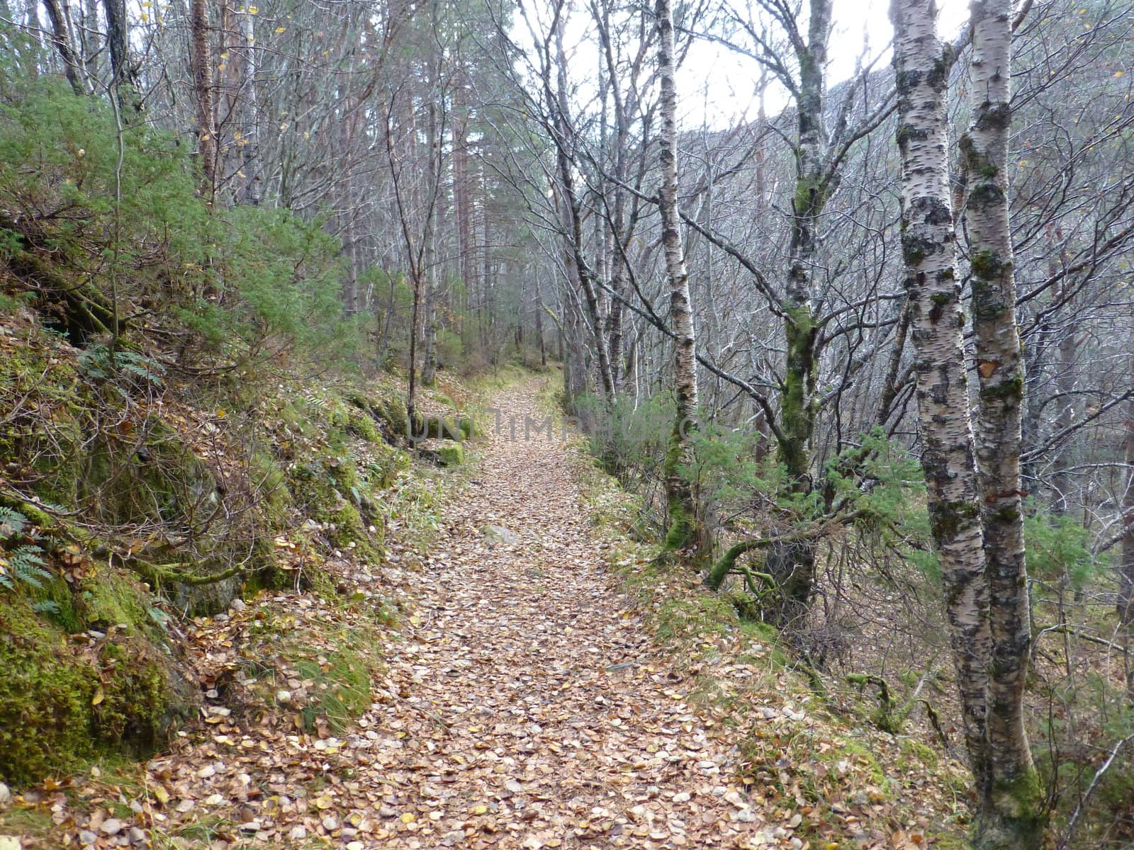 Walking path