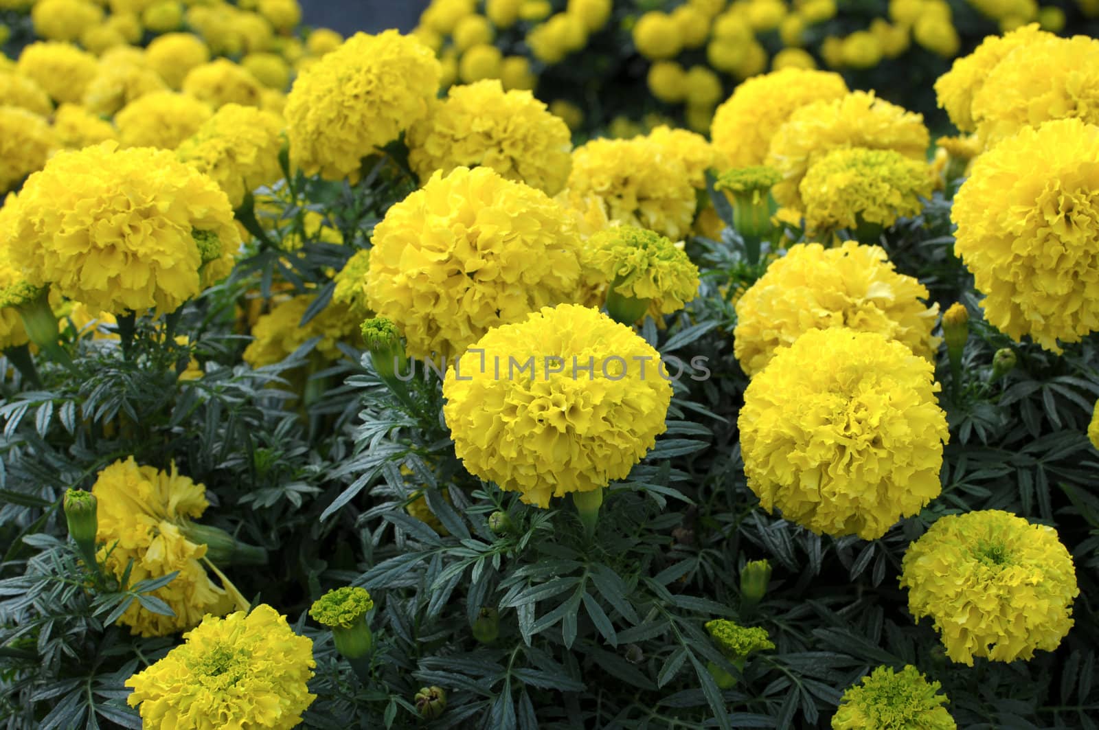 Yellow Flower, Marigold by DNKSTUDIO