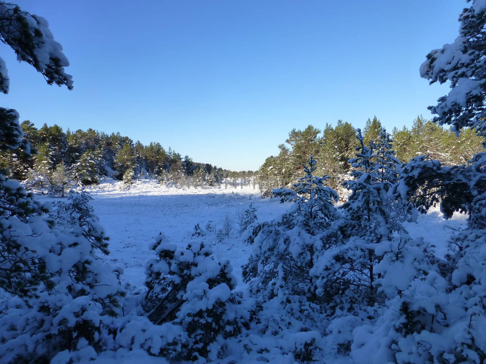 Winter 62 degrees north