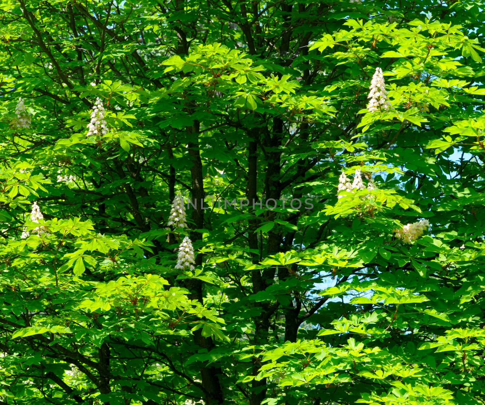 Blooming chestnut tree by DNKSTUDIO