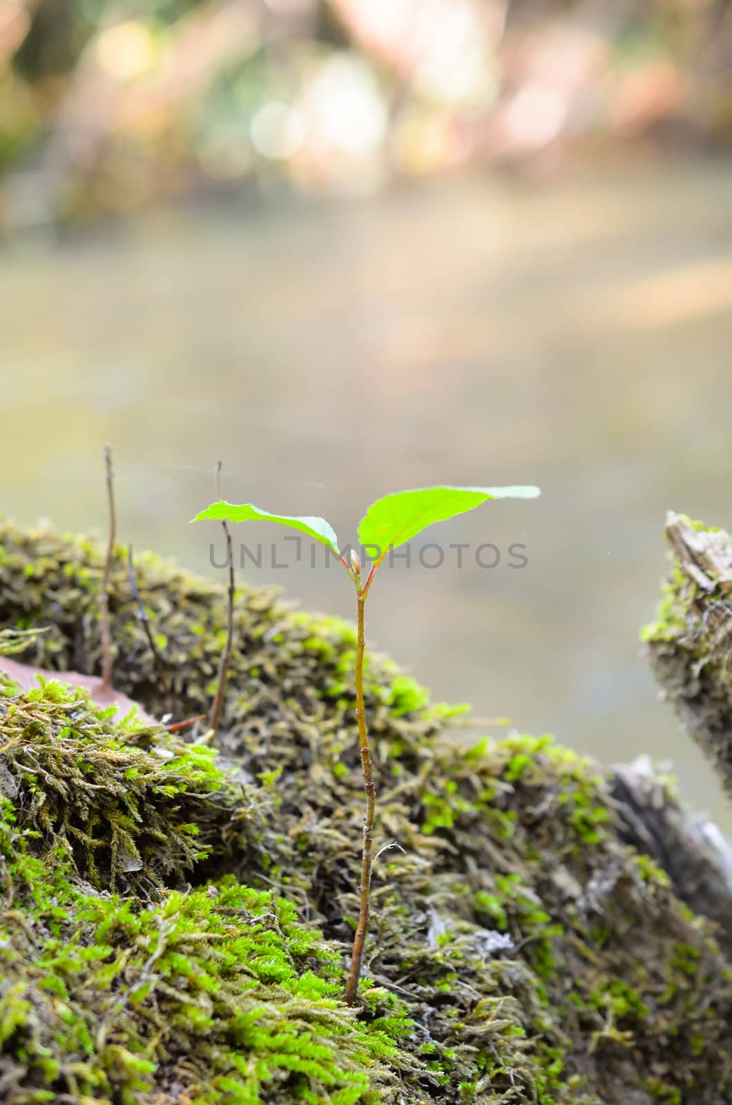 Closeup of green sprout on the tree