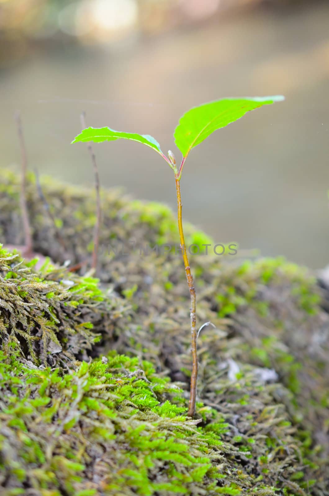 Closeup of green sprout on the tree