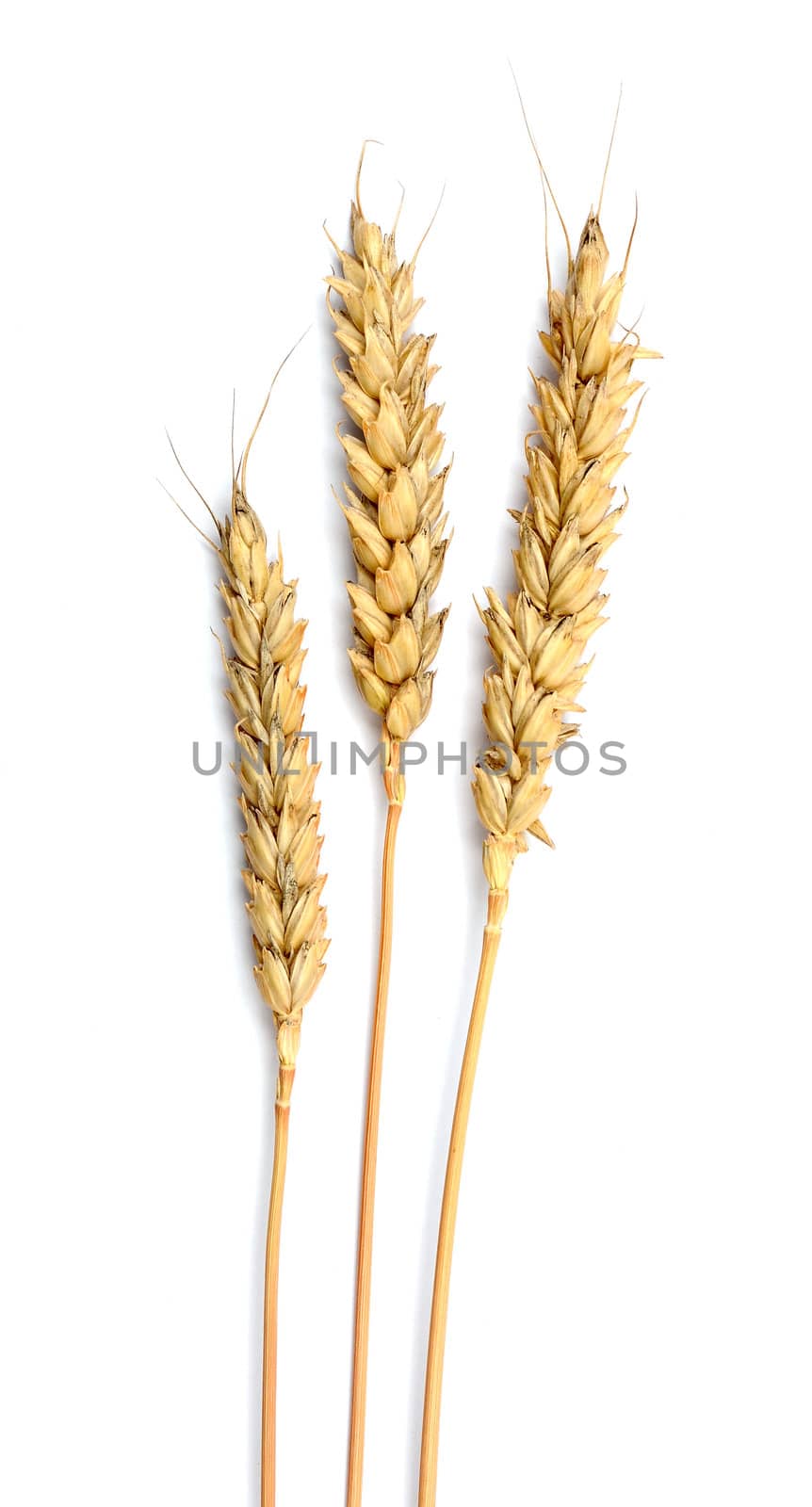 Grain ears isolated over white background