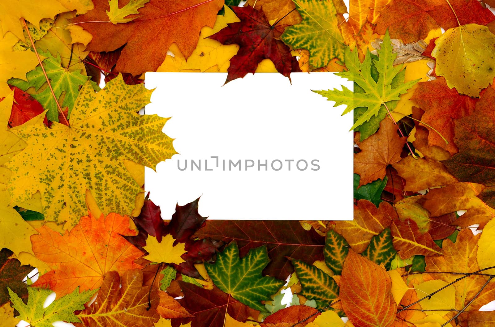 Colorful frame of fallen autumn leaves with text message