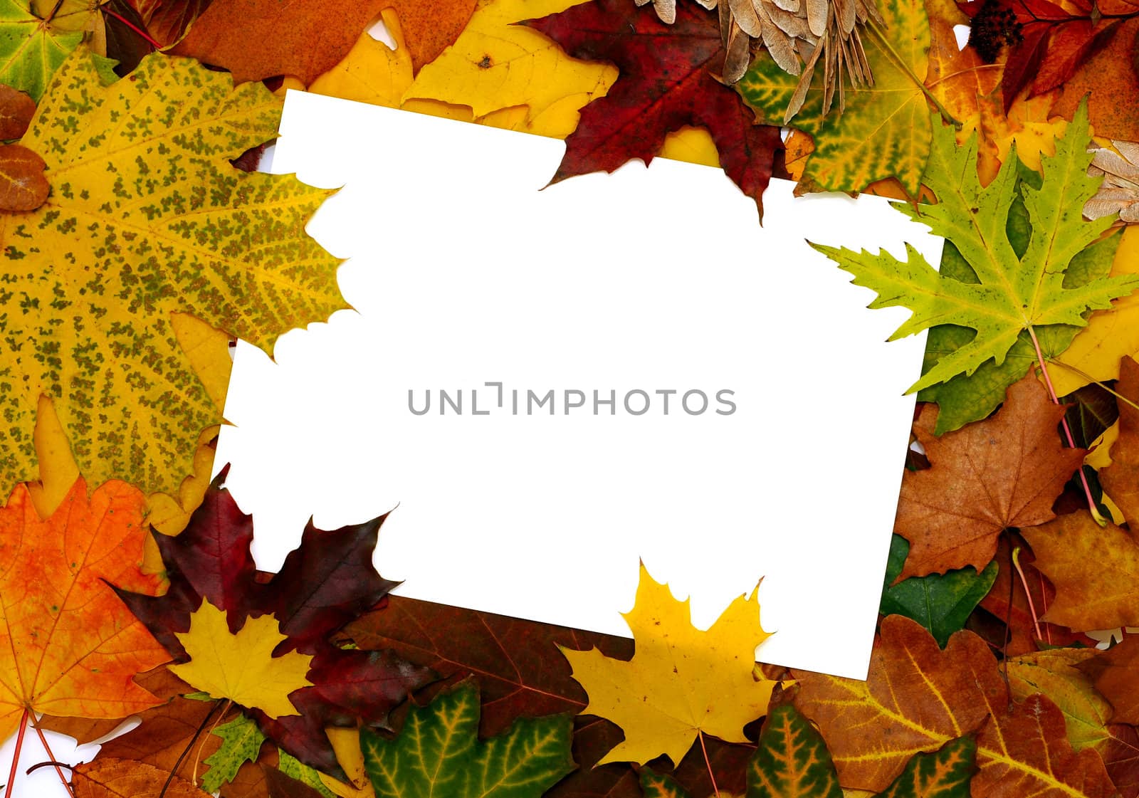 Colorful frame of fallen autumn leaves with text message by DNKSTUDIO