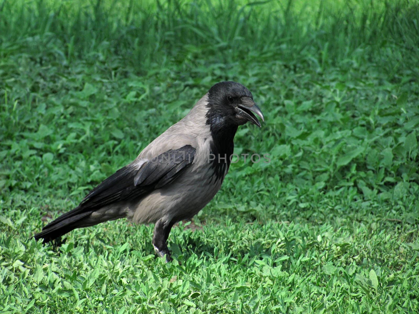 gray raven by romantiche