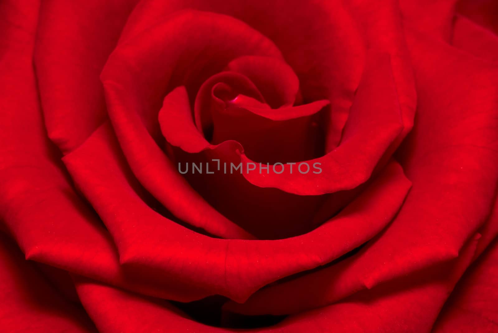 beautiful close up red rose by DNKSTUDIO