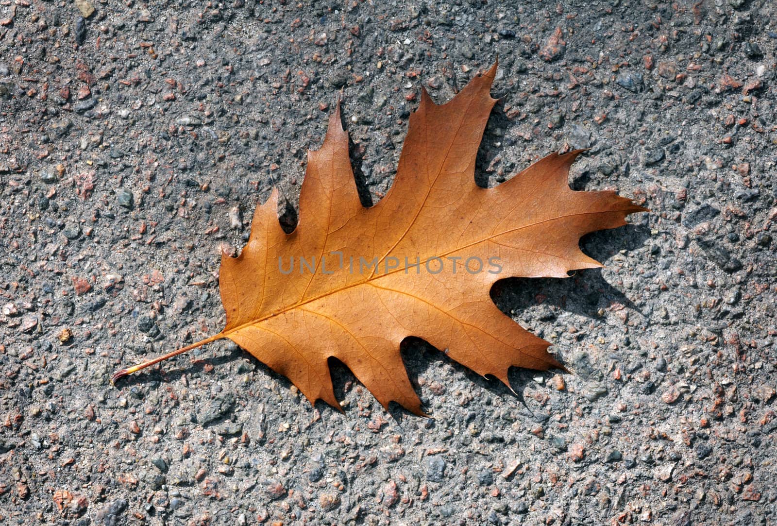 Autumn oak leaf. on the pavement by DNKSTUDIO