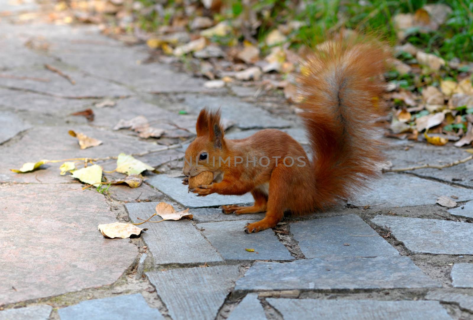 Squirrel with nut by DNKSTUDIO