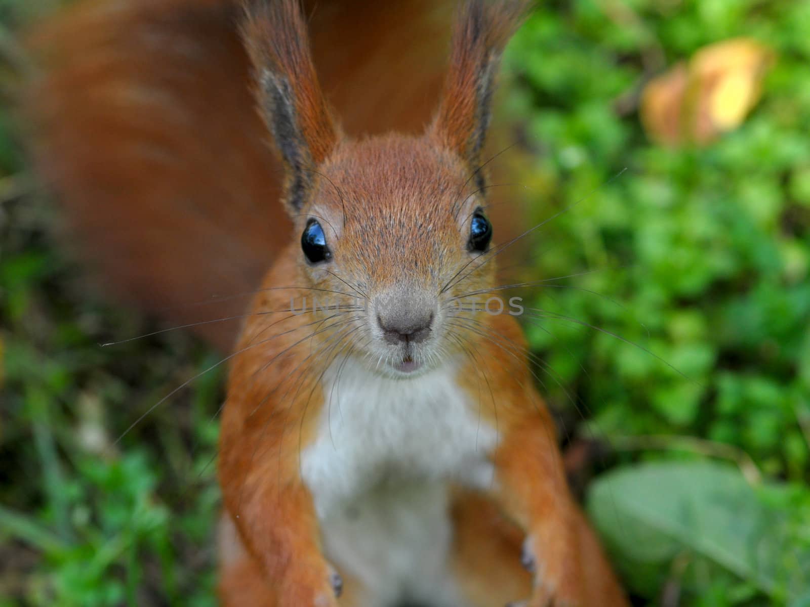 squirrel jumps in the autumn forest by DNKSTUDIO