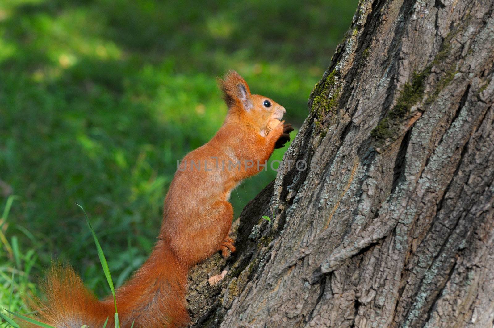 Red squirrel sitting on the tree by DNKSTUDIO